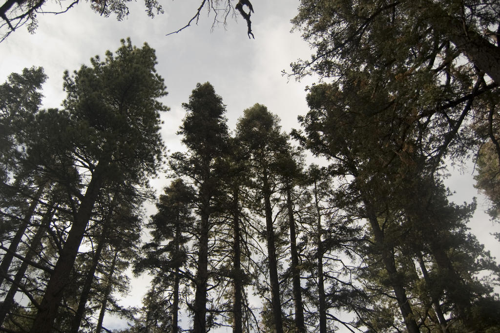 Gorgonio20080830_0600.jpg