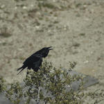 DSC_6119.jpg