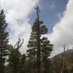 Gorgonio20080831_0664.jpg