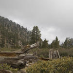 Gorgonio20080831_0680.jpg